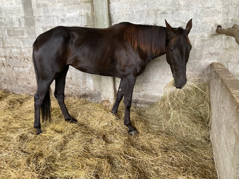 Vente de cheval : Ivana de Blain